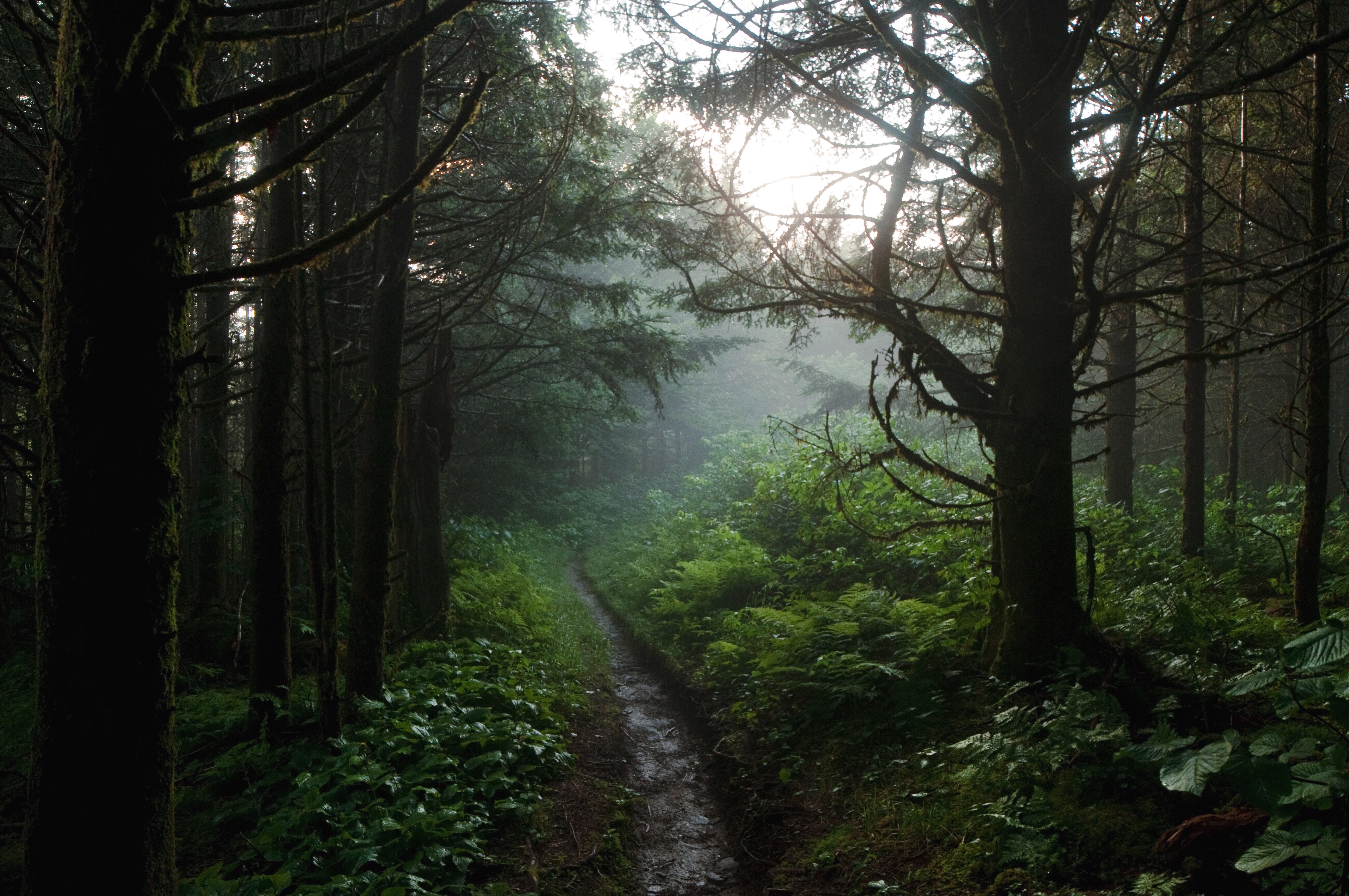 Under forest. Лес горы.